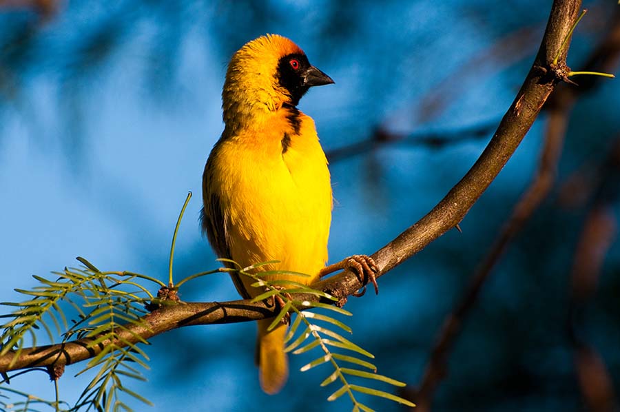 Maskenweber, Erongo, Namibia 2011.
